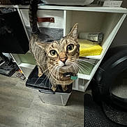 Batman joined the competition — help win amazing prizes! black_lid, cat, close_up, collar, container, curious, domestic_animal, eyes, feline, floor, household_items, indoor, looking_up, pet, playful, shelf, tabby_cat, tail, whiskers, wood_floor