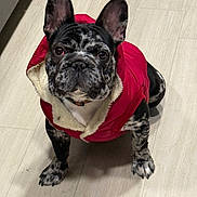 Benito is registered to the contest to win money with this photo: alert, animal, brindle, canine, companion, cute, dog, domestic_animal, ears_up, floor, french_bulldog, fur, indoor, jacket, looking_up, pet, portrait, red_jacket, sitting, small_dog