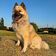 Uska participe au concours pour gagner de l'argent avec cette photo : blue_sky, countryside, dog, field, fluffy, german_shepherd, grass, harvested_field, landscape, moon, open_mouth, outdoor, pointed_ears, portrait, red_collar, rural, shepherd_dog, sitting, sunlight, tongue