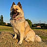 blue_sky, countryside, dog, field, fluffy, german_shepherd, grass, harvested_field, landscape, moon, open_mouth, outdoor, pointed_ears, portrait, red_collar, rural, shepherd_dog, sitting, sunlight, tongue