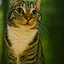 Ptika a rejoint le concours — aidez-le/la à gagner de superbes lots ! cat, tabby, green_eyes, whiskers, fur, animal, pet, outdoor, nature, forest, blurred_background, mammal, curious, portrait, closeup, ears, brown, white_chest, feline