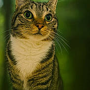 Ptika participe au concours pour gagner de l'argent avec cette photo : cat, tabby, green_eyes, whiskers, fur, animal, pet, outdoor, nature, forest, blurred_background, mammal, curious, portrait, closeup, ears, brown, white_chest, feline
