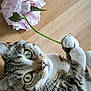 Ptika a rejoint le concours — aidez-le/la à gagner de superbes lots ! cat, tabby, flower, pink_flower, wooden_floor, pet, whiskers, paws, green_eyes, cute, domestic_animal, feline, playful, closeup, laying_down, indoor, nature, animal, adorable, holding
