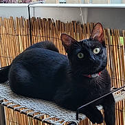 Gaïa a rejoint le concours — aidez-le/la à gagner de superbes lots ! cat, black_cat, balcony, hammock, outdoor, pet, animal, fur, whiskers, ears, eyes, relaxing, fence, privacy_screen, railing, resting, domestic_animal, portrait, curious, sunlight