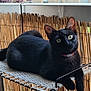 cat, black_cat, balcony, hammock, outdoor, pet, animal, fur, whiskers, ears, eyes, relaxing, fence, privacy_screen, railing, resting, domestic_animal, portrait, curious, sunlight