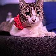 Simba is registered to the contest to win money with this photo: animal, blue_background, cat, closeup, couch, curious, domestic, feline, flower_collar, indoor, paws, pet, portrait, purple_background, relaxed, soft_lighting, tabby, texture, whiskers, white_fur