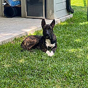 Togo is registered to the contest to win money with this photo: dog, brindle, grass, outdoor, lawn, relaxed, pet, canine, white_paws, sunlight, storage_shelf, fridge, concrete, collar, building, shadow, daytime, greenery, quiet, nature