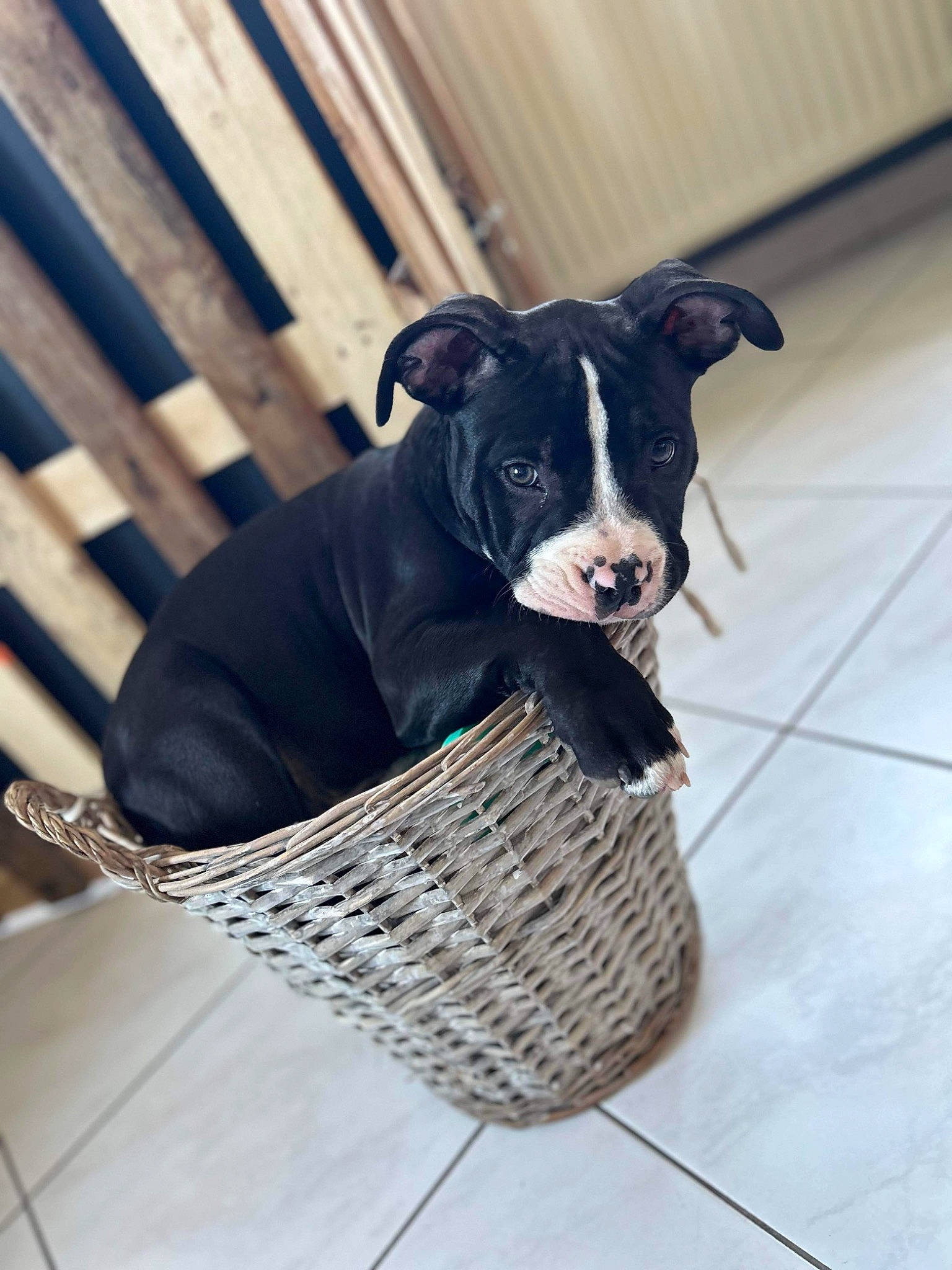 Teemo participe au concours pour gagner de l'argent avec cette photo : basket, carnivore, collar, comfort, companion_dog, dog, dog_breed, dog_collar, dog_supply, fashion_accessory, guard_dog, pet_supply, sitting, snout, sporting_group, tail, terrestrial_animal, wicker, wood, working_animal