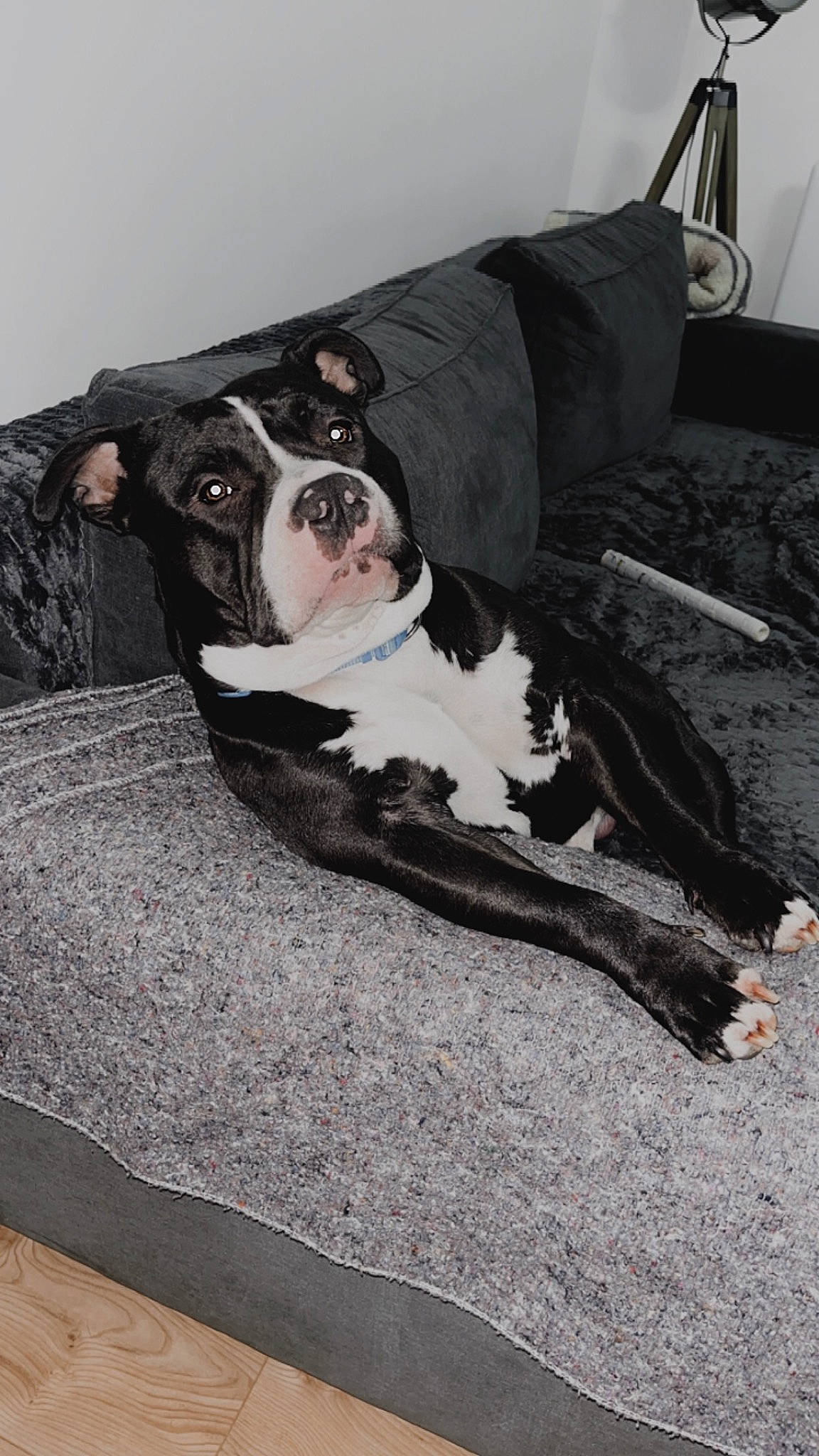 Teemo participe au concours pour gagner de l'argent avec cette photo : bored, boston_terrier, canidae, carnivore, collar, comfort, companion_dog, couch, dog, dog_breed, fawn, flooring, hardwood, non_sporting_group, room, sporting_group, wood, working_animal