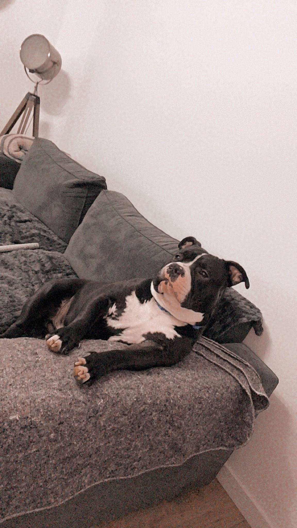 Teemo a rejoint le concours — aidez-le/la à gagner de superbes lots ! bedding, bedroom, canidae, carnivore, comfort, companion_dog, couch, dog, dog_breed, flooring, fur, grey, hardwood, lamp, linens, monochrome_photography, room, sitting, sporting_group, wood