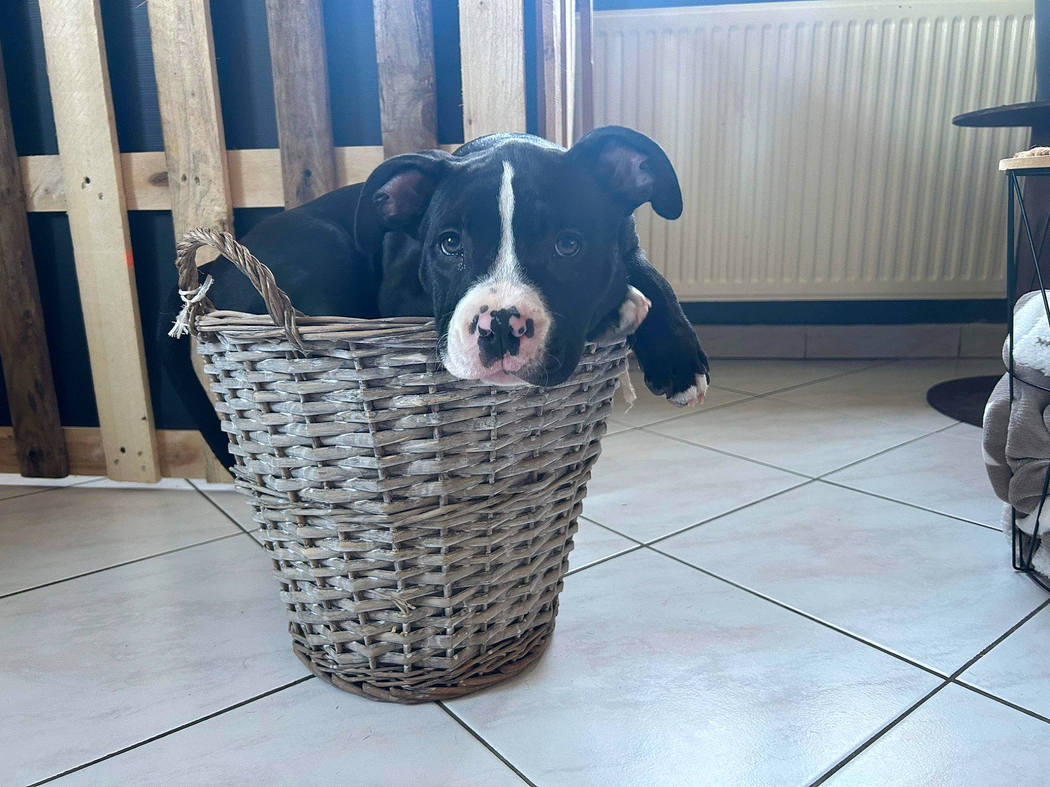 Teemo a rejoint le concours — aidez-le/la à gagner de superbes lots ! ball, cage, carnivore, companion_dog, dog, dog_breed, dog_crate, dog_supply, fawn, fence, flooring, fur, kennel, pet_supply, snout, sporting_group, tail, terrestrial_animal, toy, working_animal