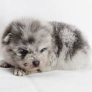Aïko participe au concours pour gagner de l'argent avec cette photo : puppy, dog, fluffy, small, lying_down, white_background, cute, fur, animal, pet, young, portrait, closeup, adorable, mammal, face, eyes, nose, paw, resting