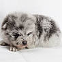 puppy, dog, fluffy, small, lying_down, white_background, cute, fur, animal, pet, young, portrait, closeup, adorable, mammal, face, eyes, nose, paw, resting