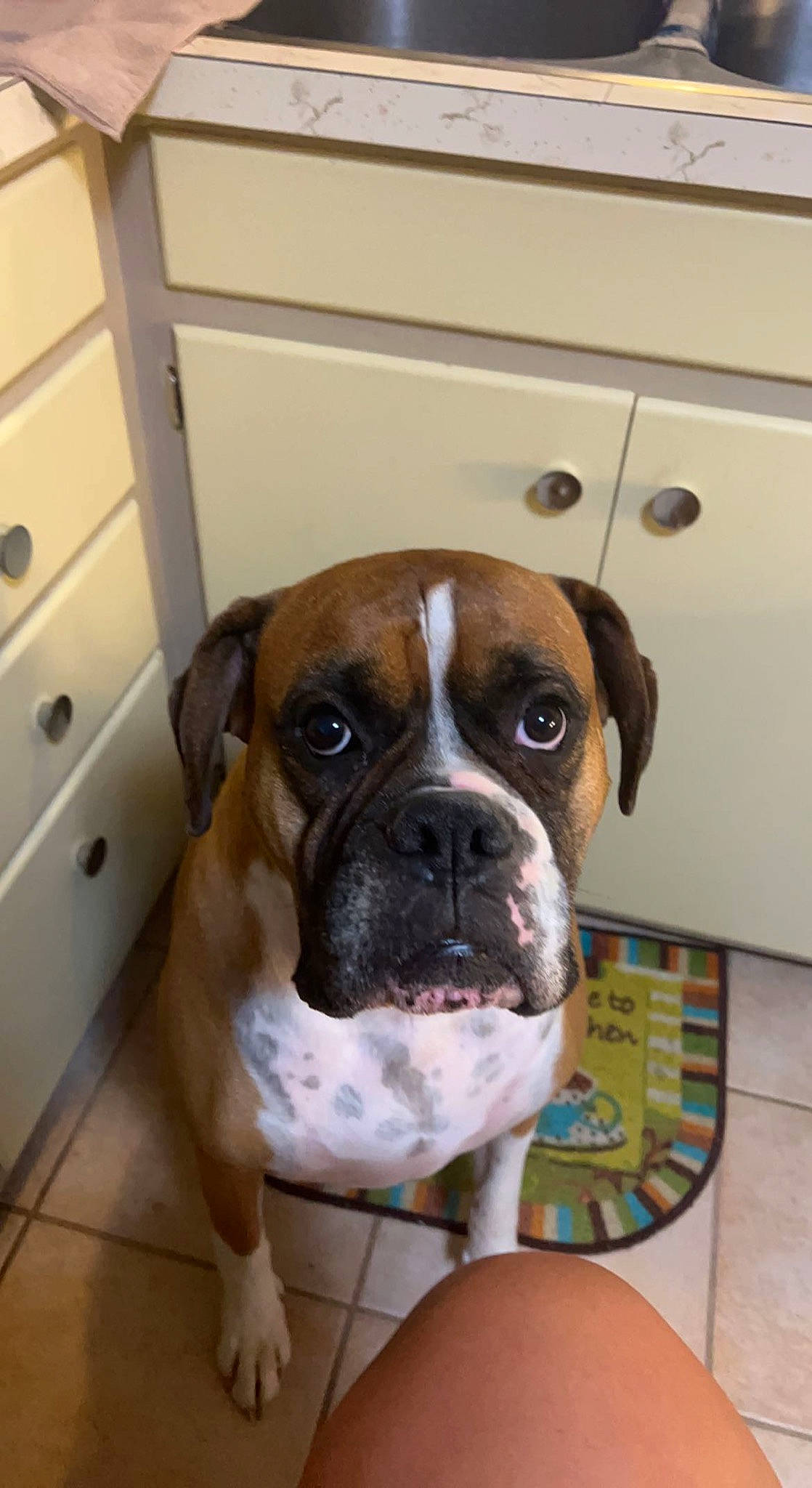 Trooper joined the competition — help win amazing prizes! boxer, cabinetry, canidae, carnivore, companion_dog, dog, dog_breed, door, drawer, fawn, flooring, hardwood, snout, sporting_group, whiskers, wood, wood_stain, working_animal, working_dog, wrinkle