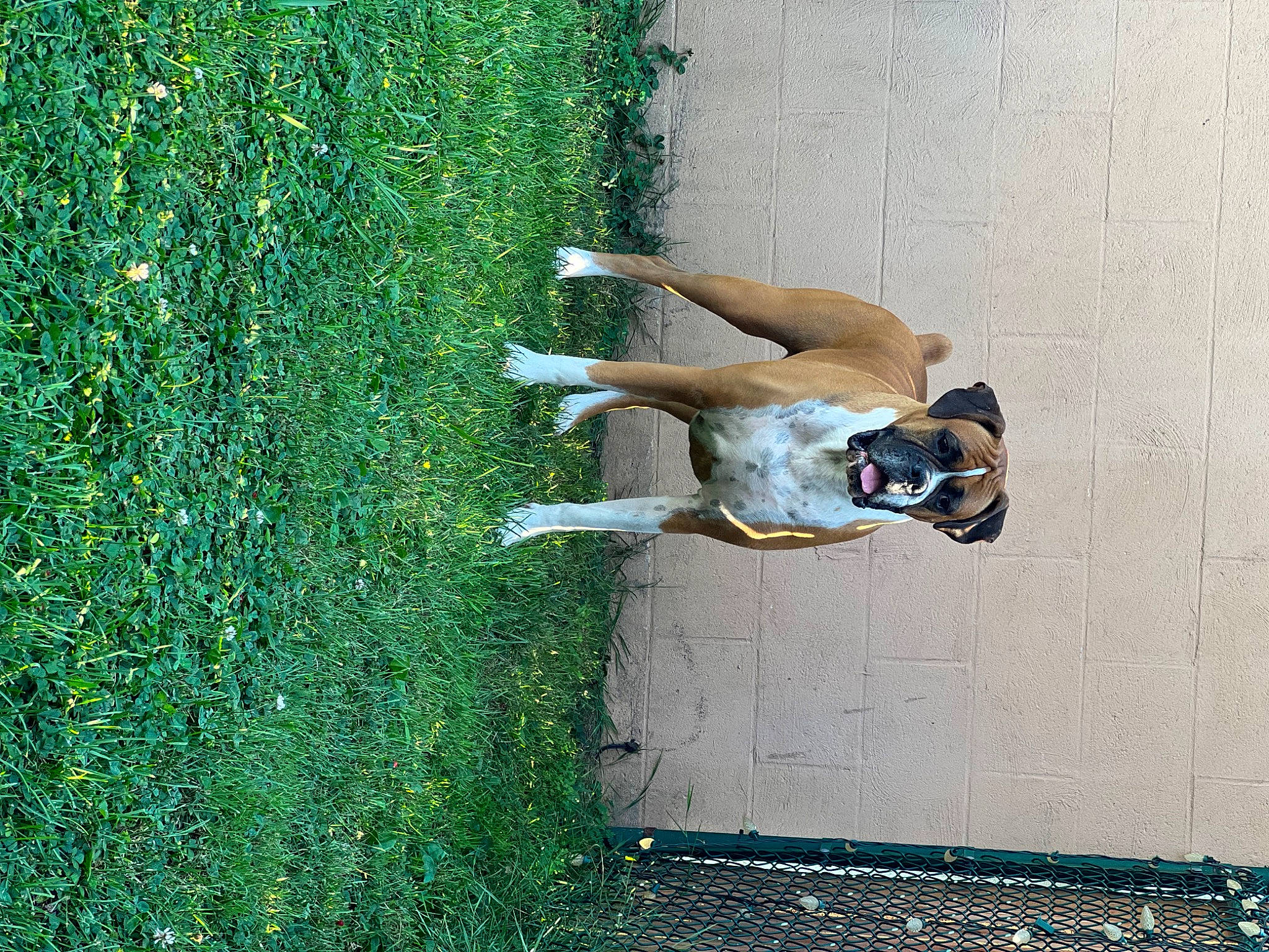 Trooper joined the competition — help win amazing prizes! canidae, carnivore, companion_dog, dog, dog_breed, fawn, fun, grass, groundcover, human_leg, leg, leisure, people_in_nature, plant, shadow, shrub, sitting, sporting_group, tints_and_shades, tree