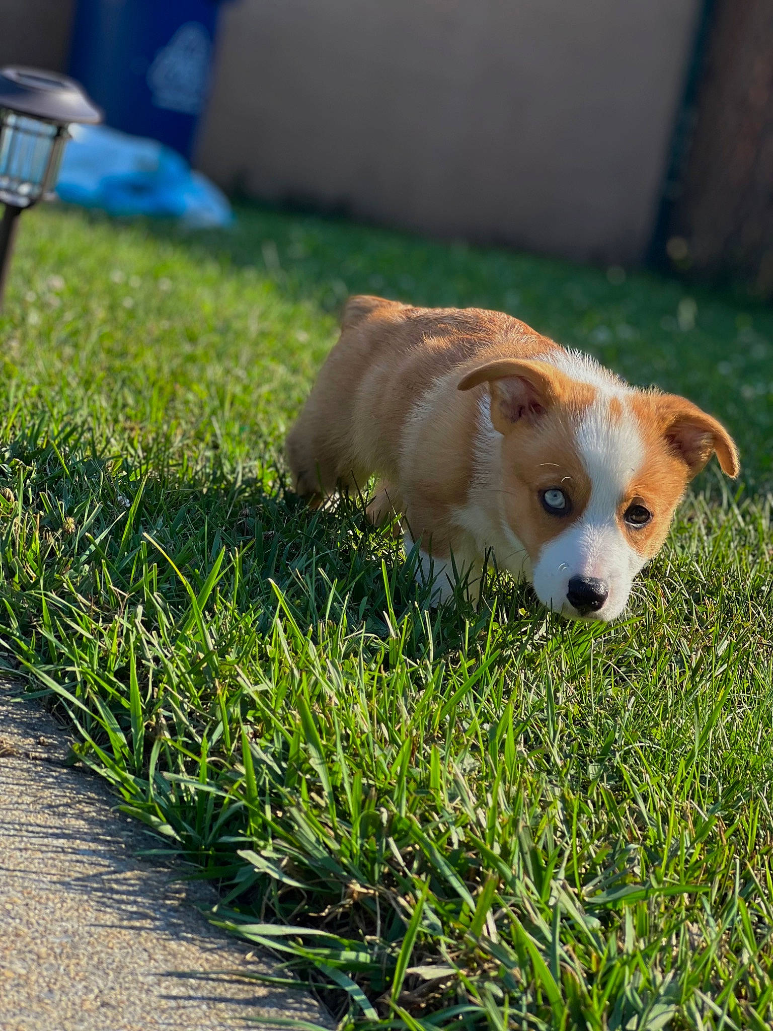 Remi is registered to the contest to win money with this photo: blue, canidae, carnivore, companion_dog, dog, dog_breed, fawn, grass, groundcover, plant, snout, sporting_group, tail, terrestrial_animal, whiskers