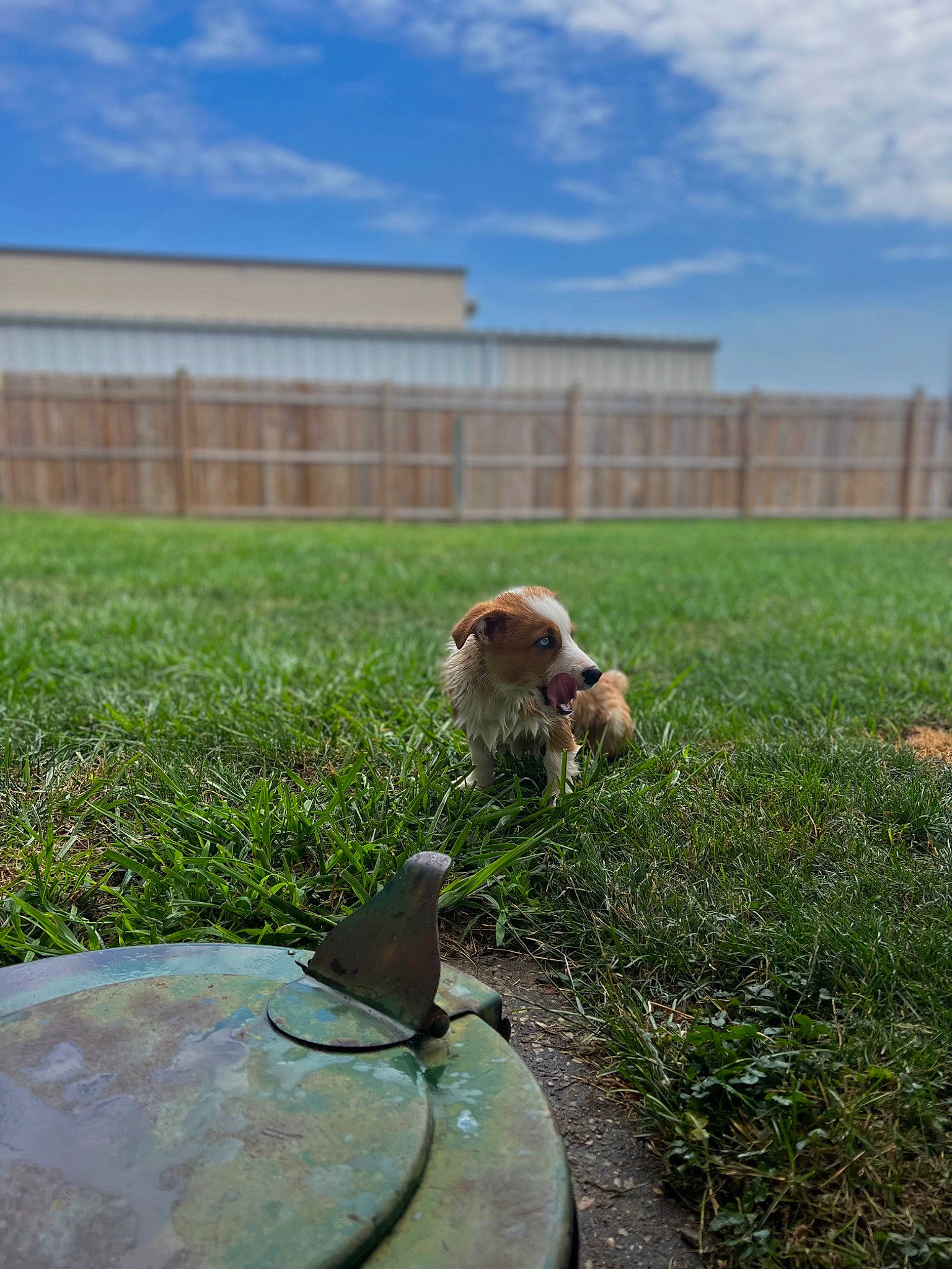 Remi is registered to the contest to win money with this photo: cloud, companion_dog, dog_breed, fawn, grass, grass_family, grassland, landscape, lawn, nature, pasture, people_in_nature, plant, prairie, road, roof, rural_area, sky, soil, tail