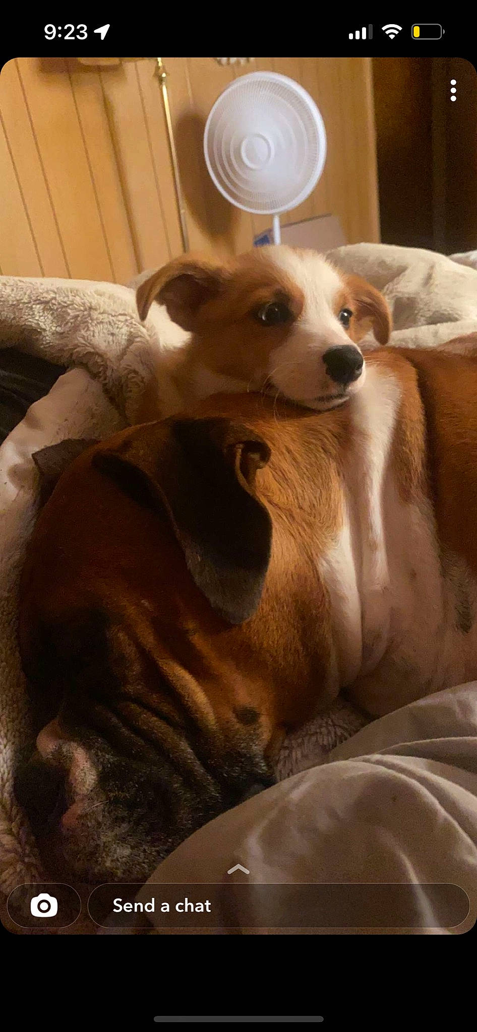 Remi joined the competition — help win amazing prizes! bed, canidae, carnivore, comfort, companion_dog, couch, dog, dog_breed, dog_sports, dog_supply, fawn, flooring, fur, hardwood, snout, sporting_group, terrestrial_animal, whiskers, wood, working_animal