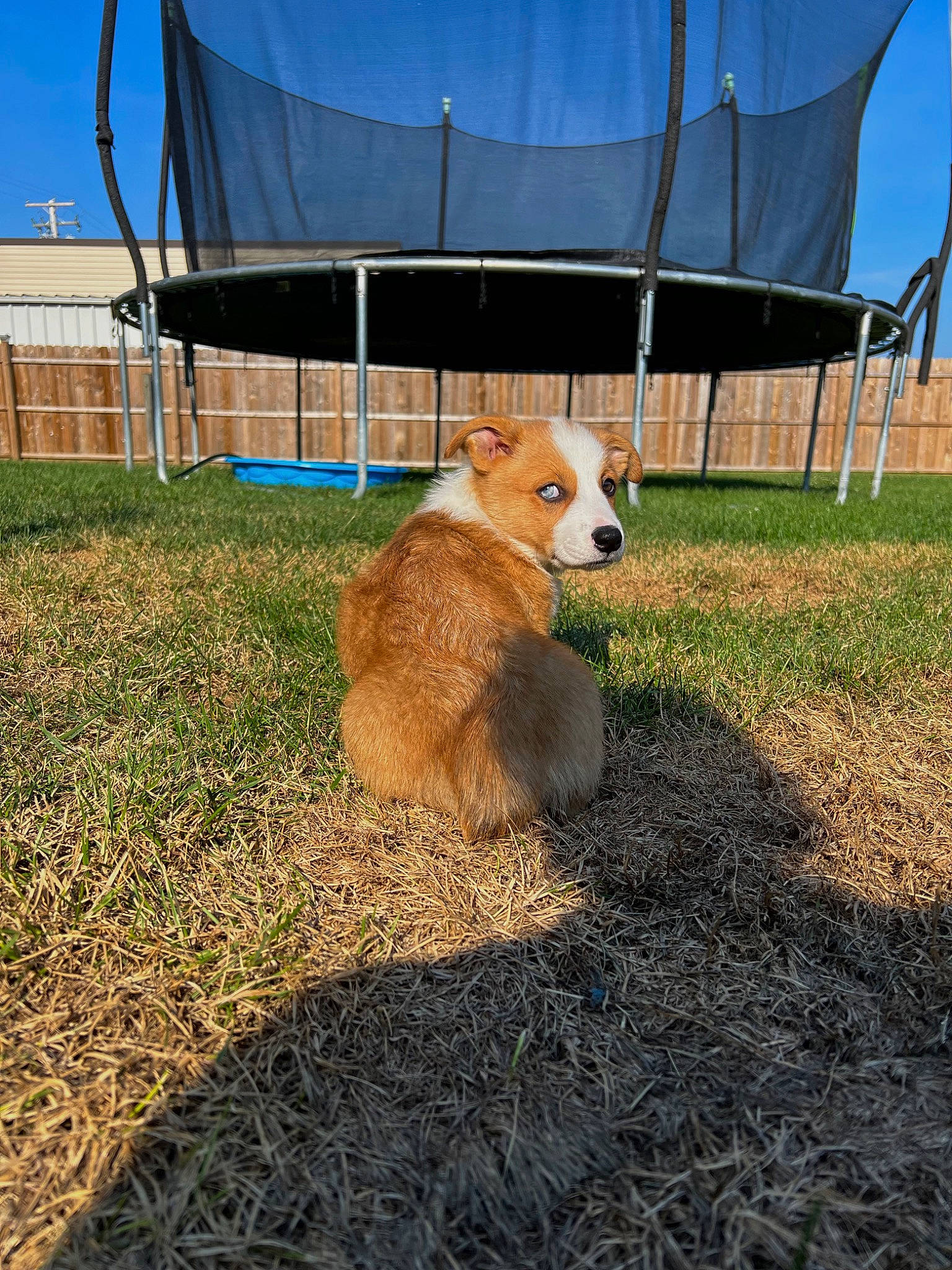 Remi joined the competition — help win amazing prizes! carnivore, companion_dog, dog, dog_breed, fawn, fence, fur, grass, grassland, landscape, pet_supply, shade, sky, snout, soil, sporting_group, tail, terrestrial_animal, wire_fencing, working_animal