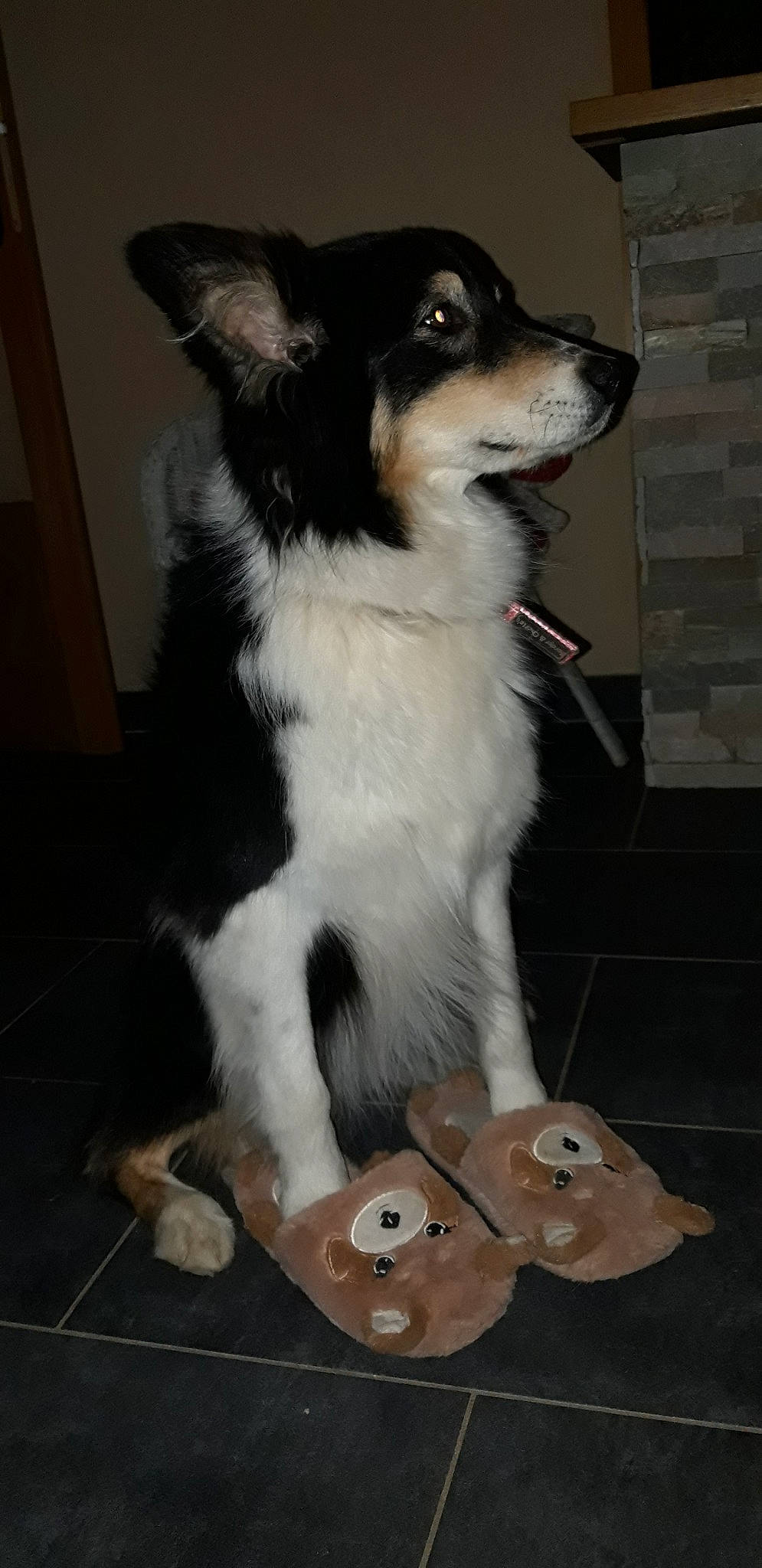 Jewel a rejoint le concours — aidez-le/la à gagner de superbes lots ! australian_collie, australian_shepherd, border_collie, canidae, carnivore, collie, companion_dog, dog, dog_breed, herding_dog, mammal, puppy, rare_breed_dog, rough_collie, sporting_group, vertebrate, working_dog