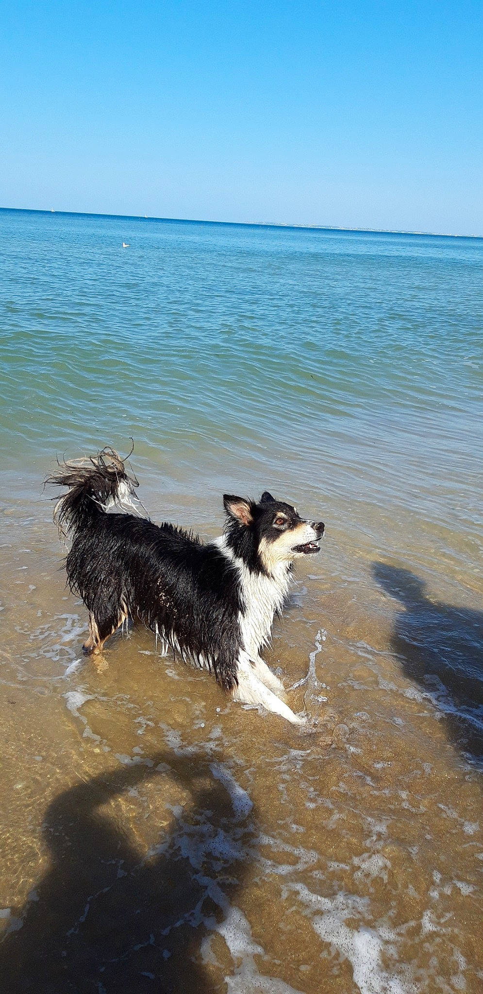 Jewel participe au concours pour gagner de l'argent avec cette photo : australian_shepherd, beach, border_collie, canidae, carnivore, collie, dog, dog_breed, east_siberian_laika, english_shepherd, herding_dog, mammal, ocean, rough_collie, sea, vertebrate, working_dog