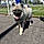 Balou