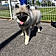 Balou