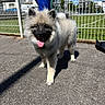 dog, fluffy, tongue_out, outdoor, sunny, pavement, metal_fence, person, blue_pants, grass, sports_field, daylight, pet, canine, animal, happy, walking, shadow, urban, background