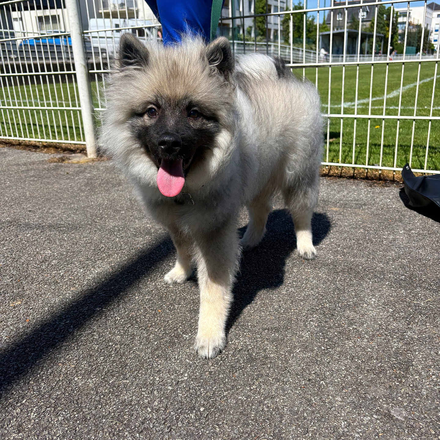 Balou a rejoint le concours — aidez-le/la à gagner de superbes lots ! dog, fluffy, tongue_out, outdoor, sunny, pavement, metal_fence, person, blue_pants, grass, sports_field, daylight, pet, canine, animal, happy, walking, shadow, urban, background