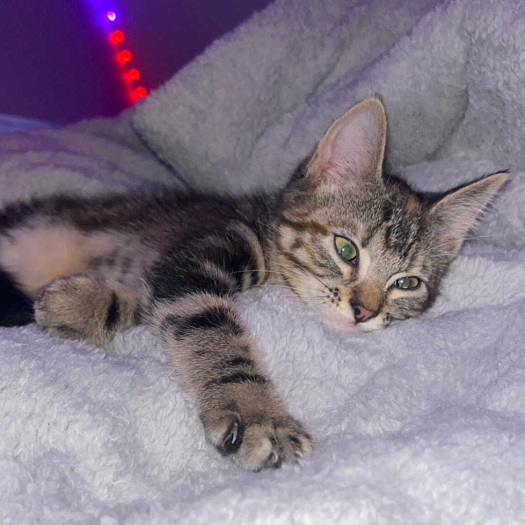Mia a rejoint le concours — aidez-le/la à gagner de superbes lots ! animal, bedroom, blanket, cat, cozy, cute, fur, indoor, kitten, lying_down, mammal, paw, pet, relaxing, resting, sleeping, soft_texture, tabby, whiskers, young_cat