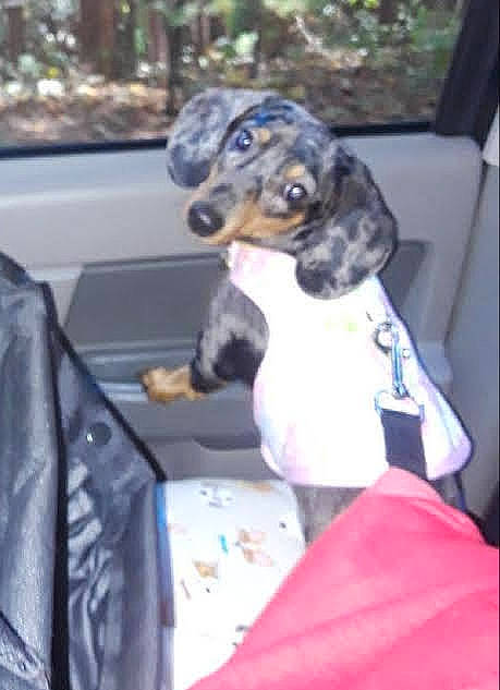 Mayzee joined the competition — help win amazing prizes! automotive_exterior, bag, canidae, car_seat, carnivore, collar, companion_dog, dog, dog_breed, dog_collar, dog_supply, fawn, fur, luggage_and_bags, motor_vehicle, plant, snout, sporting_group, vehicle_door, working_animal