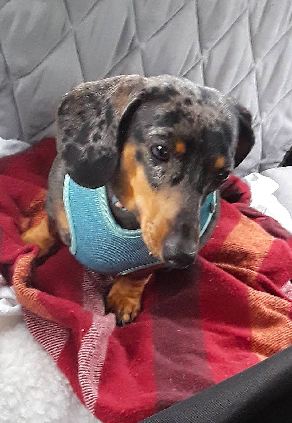 Mayzee is registered to the contest to win money with this photo: canidae, carnivore, comfort, companion_dog, dog, dog_breed, dog_supply, hound, hunting_dog, pet_supply, pinscher, scent_hound, snout, sporting_group, terrestrial_animal, working_animal, working_dog