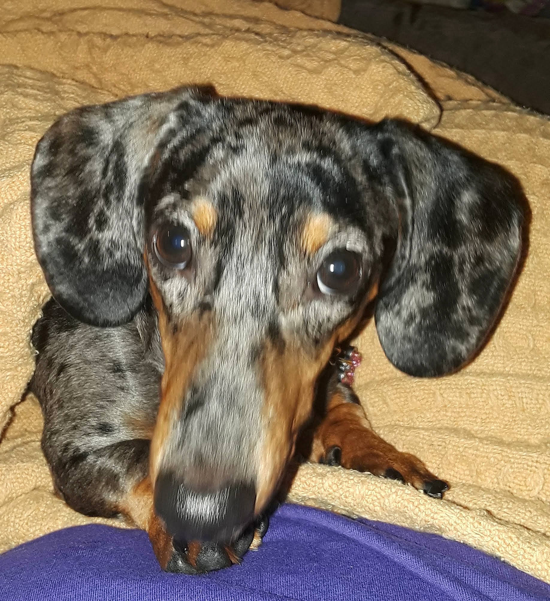 Mayzee joined the competition — help win amazing prizes! canidae, carnivore, collar, companion_dog, dog, dog_breed, dog_supply, ear, fawn, fur, guard_dog, hunting_dog, liver, snout, sporting_group, terrestrial_animal, whiskers, working_animal, working_dog