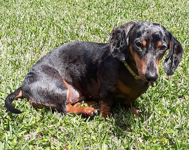 Mayzee is registered to the contest to win money with this photo: canidae, carnivore, companion_dog, dog, dog_breed, grass, hound, hunting_dog, liver, snout, sporting_group, terrestrial_animal, working_animal, working_dog