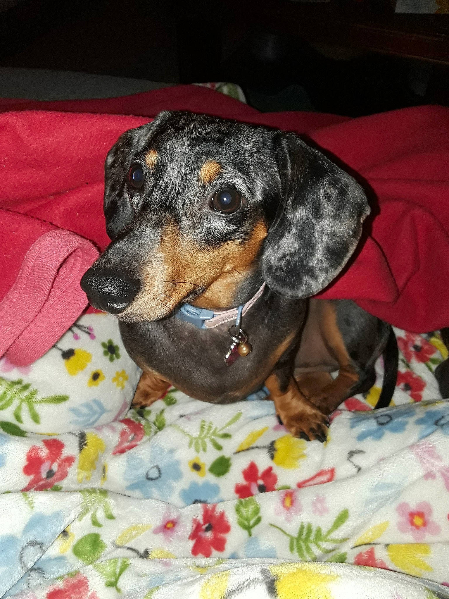 Mayzee is registered to the contest to win money with this photo: canidae, carnivore, comfort, companion_dog, dog, dog_breed, dog_supply, guard_dog, hound, hunting_dog, linens, pattern, pet_supply, scent_hound, sporting_group, terrestrial_animal, working_animal, working_dog