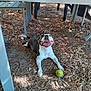 dog, tennis_ball, outdoor, pine_needles, table, legs, happy, smiling, pet, playful, animal, canine, tongue_out, resting, shade, nature, ground, leaves, fun, daylight