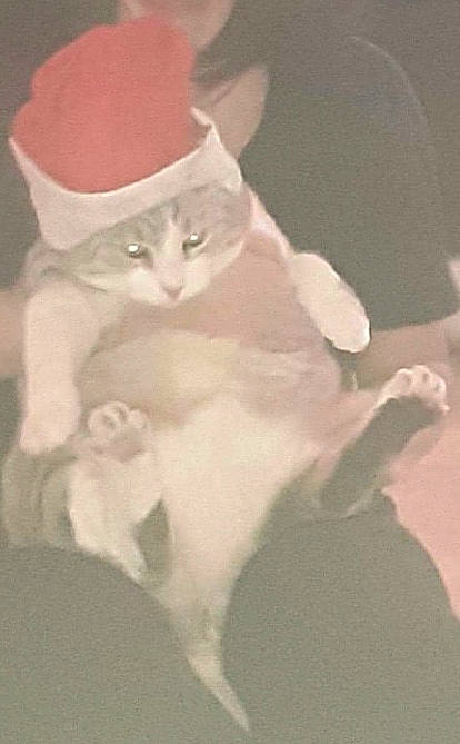 Jipsy participe au concours pour gagner de l'argent avec cette photo : beard, carnivore, cat, costume_hat, darkness, domestic_short_haired_cat, felidae, flower, fur, hat, monochrome, monochrome_photography, moustache, paw, pedicel, petal, plant, small_to_medium_sized_cats, tail, whiskers