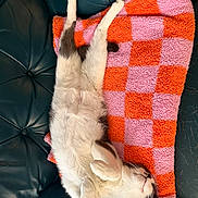 Stormi is registered to the contest to win money with this photo: blanket, cat, checkered, comfort, couch, cozy, domestic_animal, feline, fur, indoor, leather, nap, orange, paws, pet, pink, relaxed, resting, sleeping, whiskers