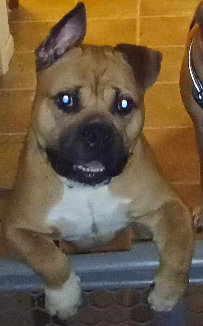 Odin