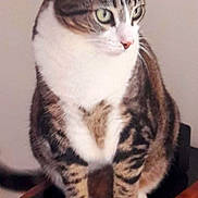 Kunky a rejoint le concours — aidez-le/la à gagner de superbes lots ! cat, tabby, pet, animal, feline, white_paws, white_chest, sitting, indoor, speaker, wooden, curious, looking_away, striped, ears, whiskers, fur, domestic, household, portrait