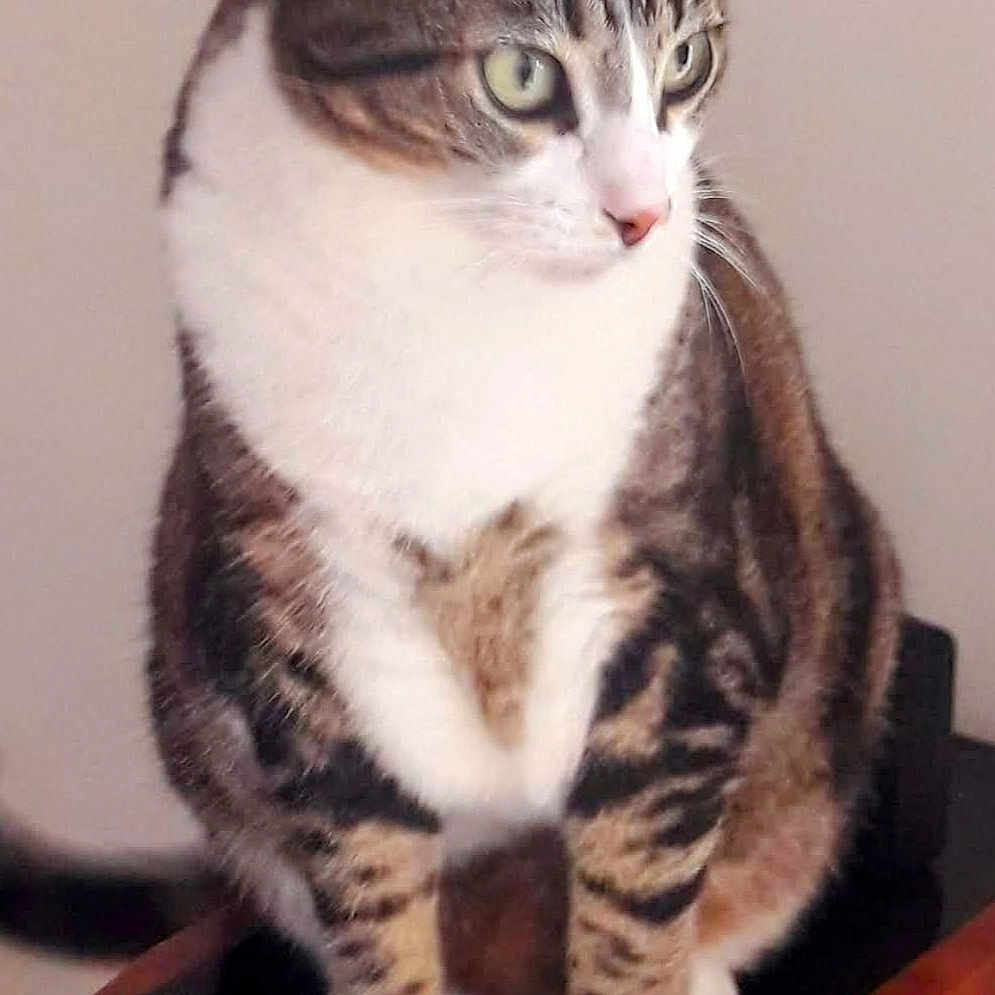 Kunky a rejoint le concours — aidez-le/la à gagner de superbes lots ! cat, tabby, pet, animal, feline, white_paws, white_chest, sitting, indoor, speaker, wooden, curious, looking_away, striped, ears, whiskers, fur, domestic, household, portrait