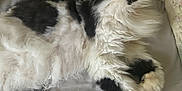 Marshall joined the competition — help win amazing prizes! cat, black_and_white, fluffy, pet, indoor, bed, floral_pillow, curious, fur, animal, relaxed, cute, whiskers, paw, sleepy, domestic, feline, resting, cozy, soft