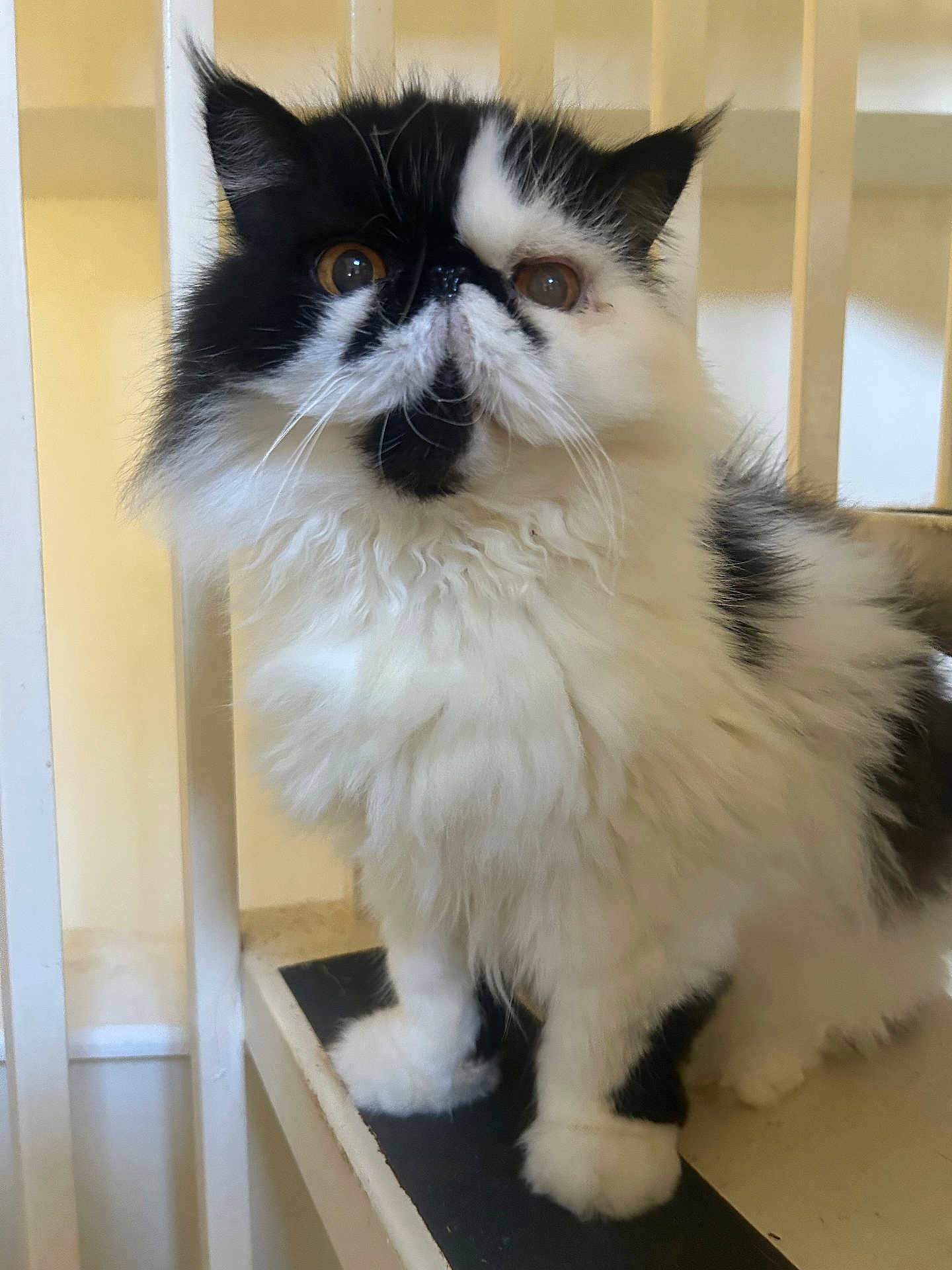 Marshall is registered to the contest to win money with this photo: cat, fluffy, black_and_white, pet, indoor, staircase, curious, feline, close_up, fur, whiskers, animal, cute, portrait, sitting, eyes, face, domestic, paw, house