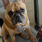Toda participe au concours pour gagner de l'argent avec cette photo : dog, french_bulldog, pet, portrait, sitting, chair, harness, plaid, wrinkles, ears, paws, indoors, home, furniture, floor, adorable, serious_expression, close_up, brown_dog, companion_animal