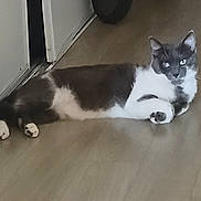 Vitou a rejoint le concours — aidez-le/la à gagner de superbes lots ! animal, bicycle_wheel, calm, cat, domestic_animal, door, feline, floor, gray_cat, home, indoor, looking, lying_down, pet, quiet, relaxed, resting, wheel, white_cat, wooden_floor