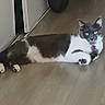 animal, bicycle_wheel, calm, cat, domestic_animal, door, feline, floor, gray_cat, home, indoor, looking, lying_down, pet, quiet, relaxed, resting, wheel, white_cat, wooden_floor