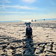 Mia participe au concours pour gagner de l'argent avec cette photo : dog, beach, sand, tire_tracks, sun, sky, ocean, collar, pet, outdoor, animal, sunlight, shore, water, daytime, canine, vacation, relaxation, summer, nature
