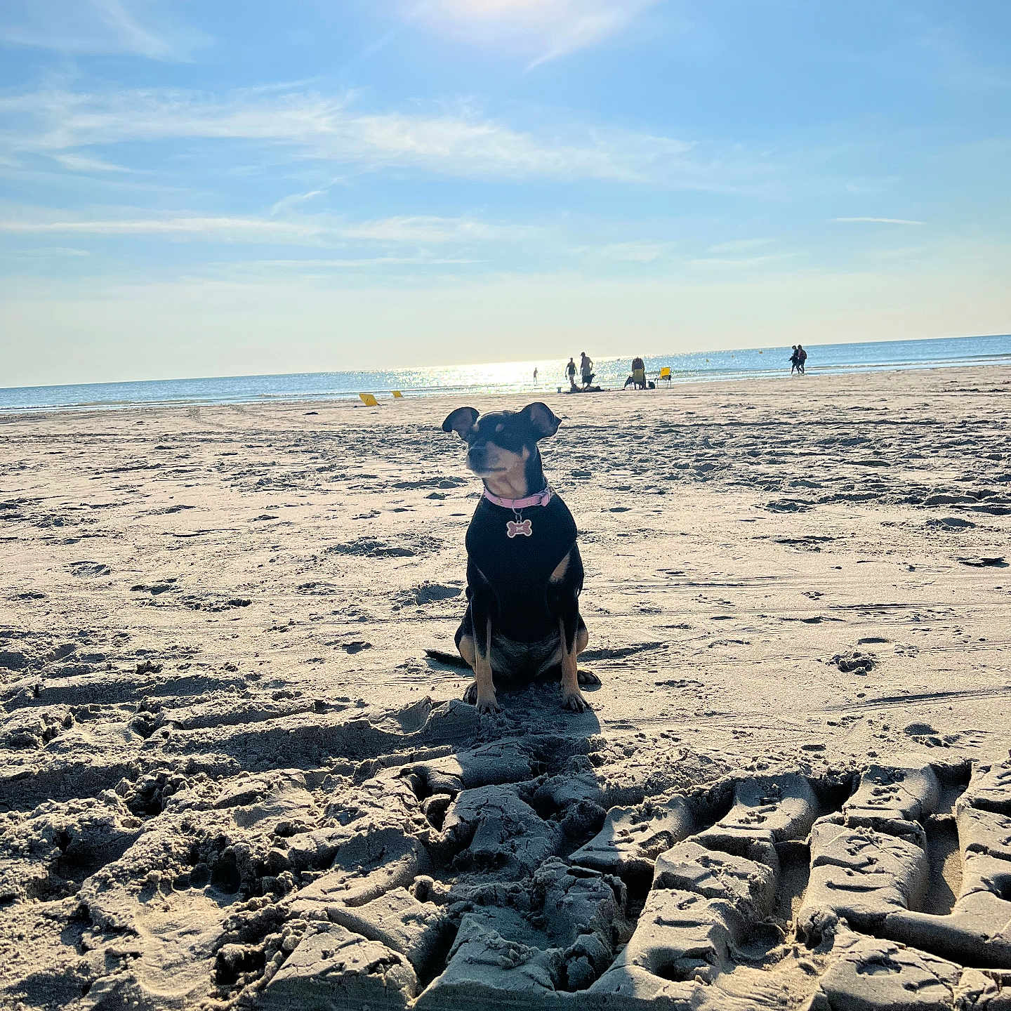 Mia participe au concours pour gagner de l'argent avec cette photo : animal, beach, canine, collar, daytime, dog, nature, ocean, outdoor, pet, relaxation, sand, shore, sky, summer, sun, sunlight, tire_tracks, vacation, water