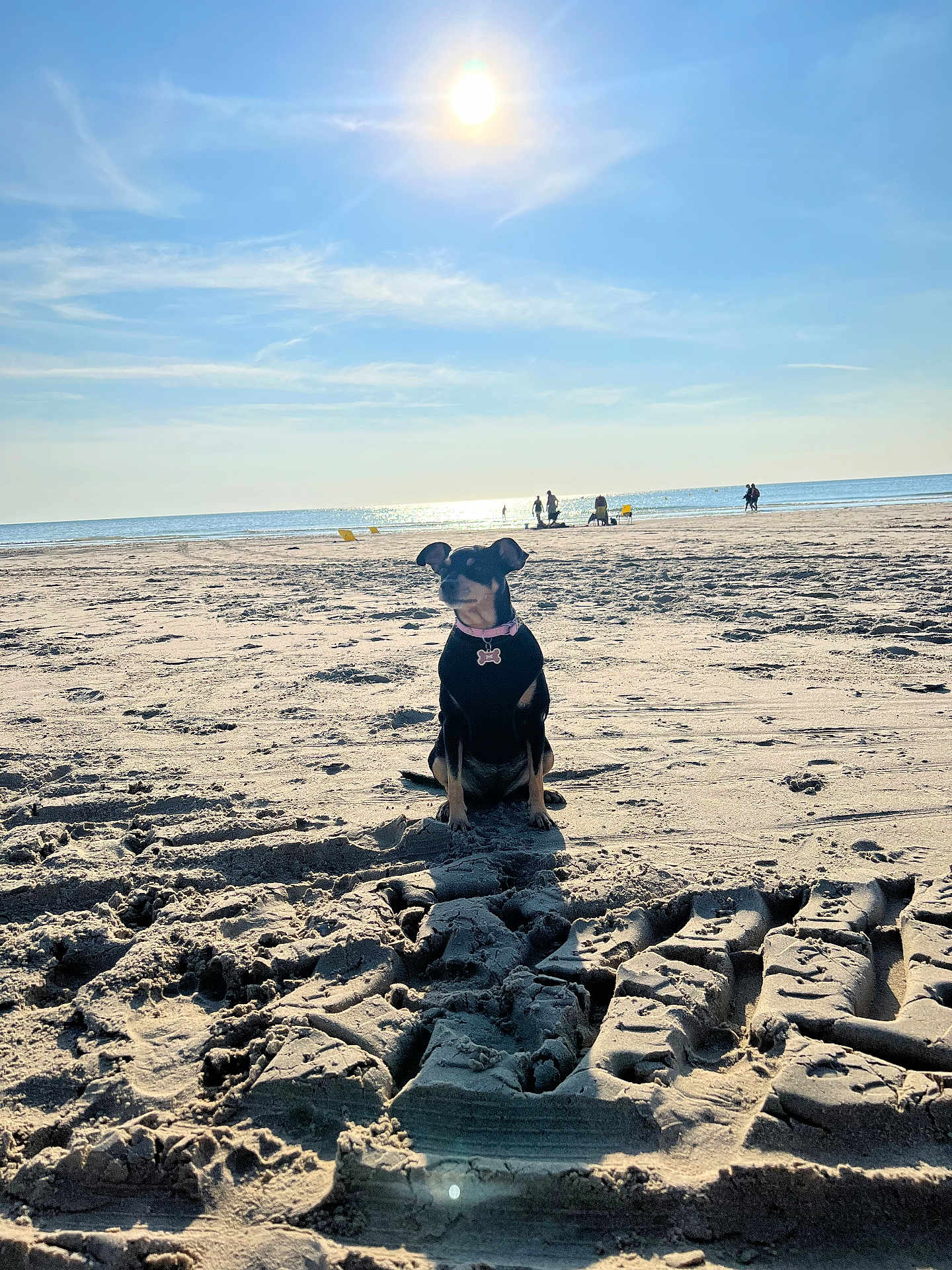 Mia participe au concours pour gagner de l'argent avec cette photo : dog, beach, sand, tire_tracks, sun, sky, ocean, collar, pet, outdoor, animal, sunlight, shore, water, daytime, canine, vacation, relaxation, summer, nature