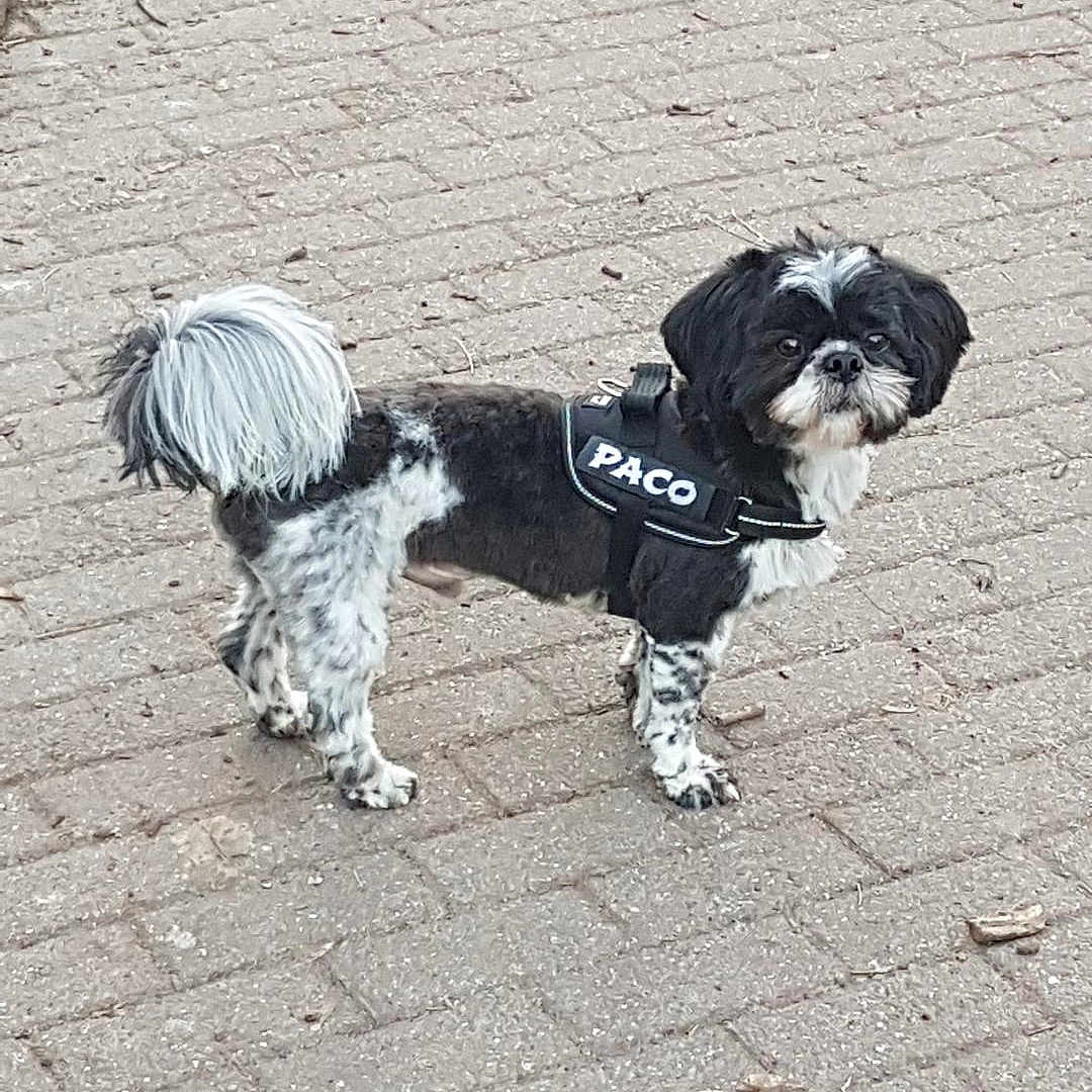 Paco